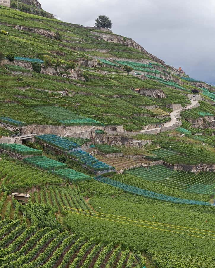 Les vignobles en terrasses de Lavaux plongeant vers le lac Léman, entre Lausanne et Montreux, en fin d'été
