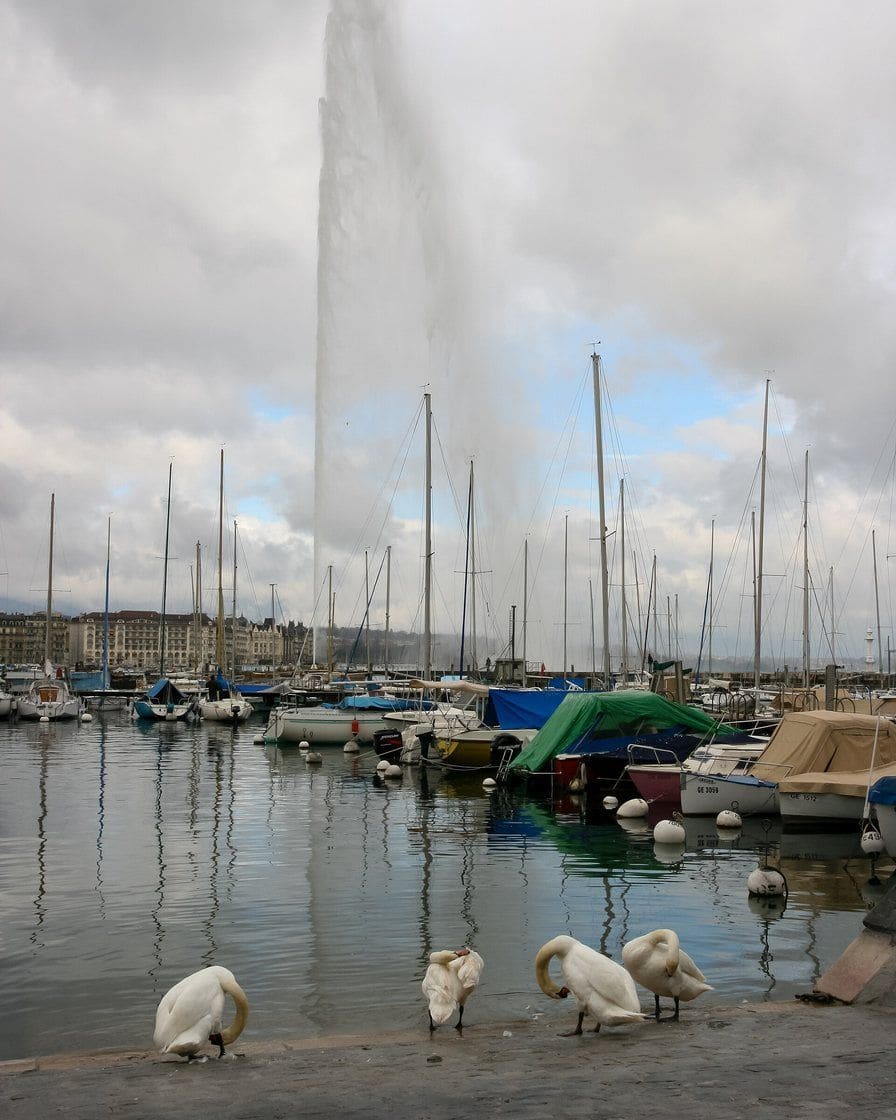 Le quai du Mont-Blanc à Genève au matin, avec les bateaux amarrés, la rade et le Jet d'eau au loin sur le lac Léman